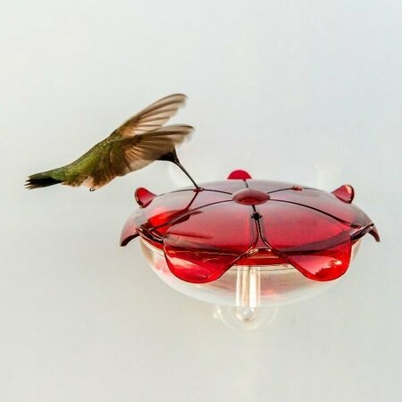 DROLL YANKEES Ruby Sipper Window Hummingbird Feeder RS-3WC